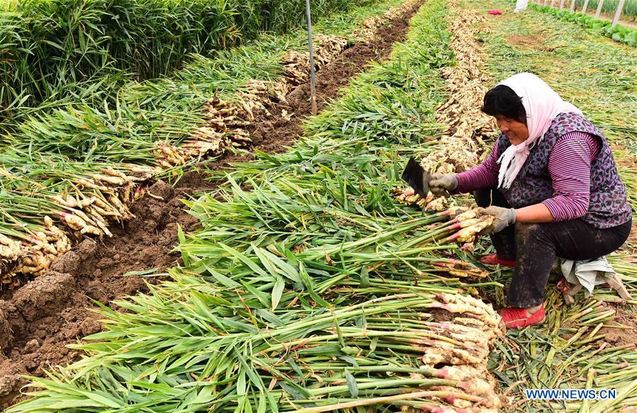 People Embrace Harvest Across China