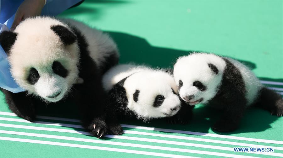 12 Giant Panda Cubs Meet Public in Chengdu, SW China's Sich